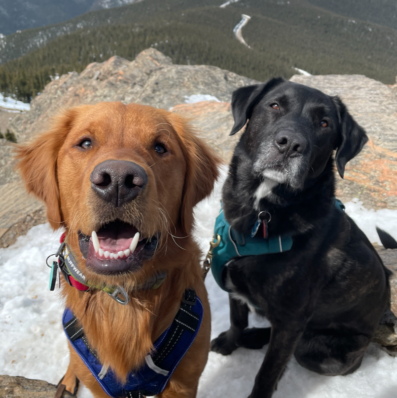 Our pups, Breck and Leo
