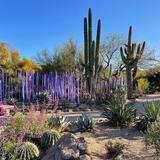 Desert Botanical Garden