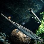 Belle Isle Aquarium