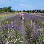 Lavender Farm
