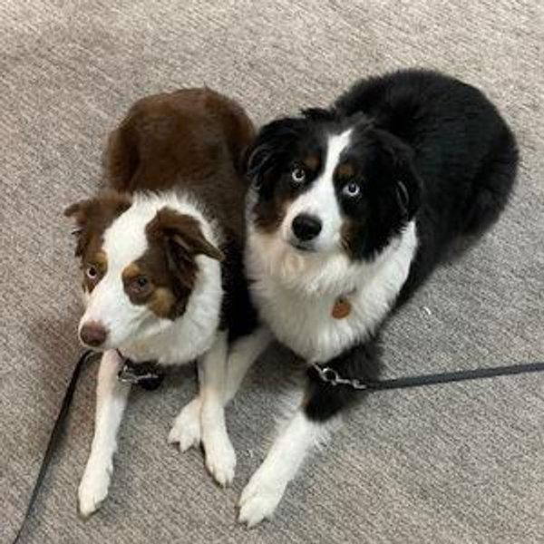Ryder & Hazel Pet Lodging