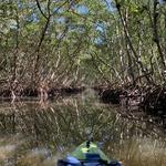 Kayak the mangrove tunnels on Lido key