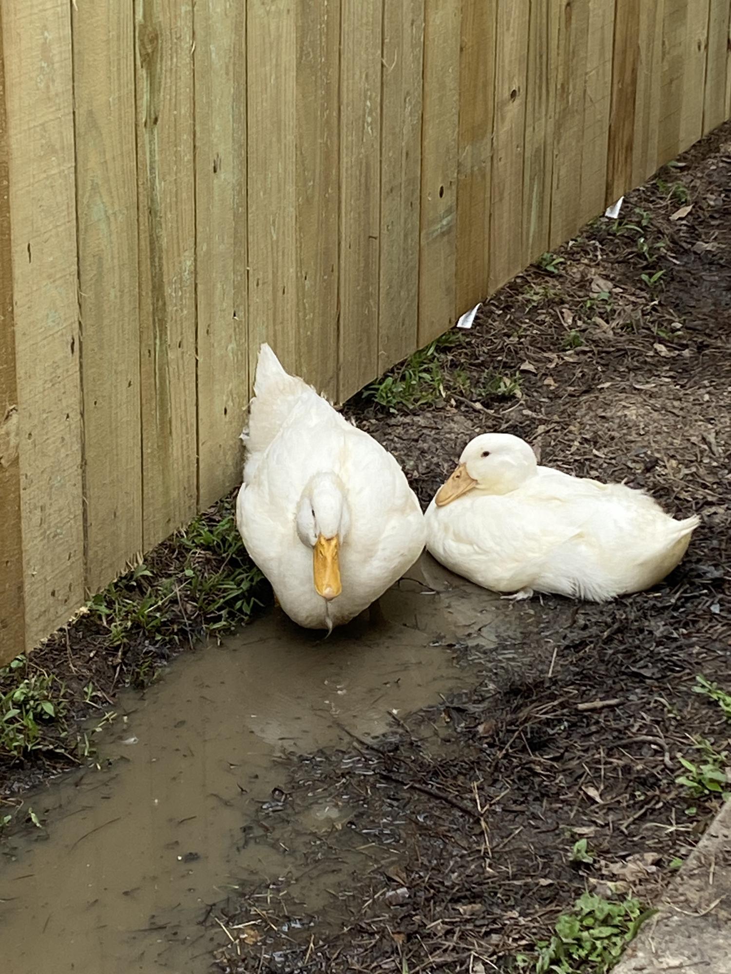 More Backyard Security
#Featherbabies