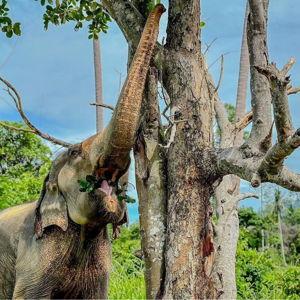Excursion to Samui Elephant Home