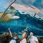 Ripley's Aquarium of the Smokies