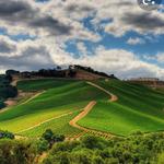 Paso Robles Wineries