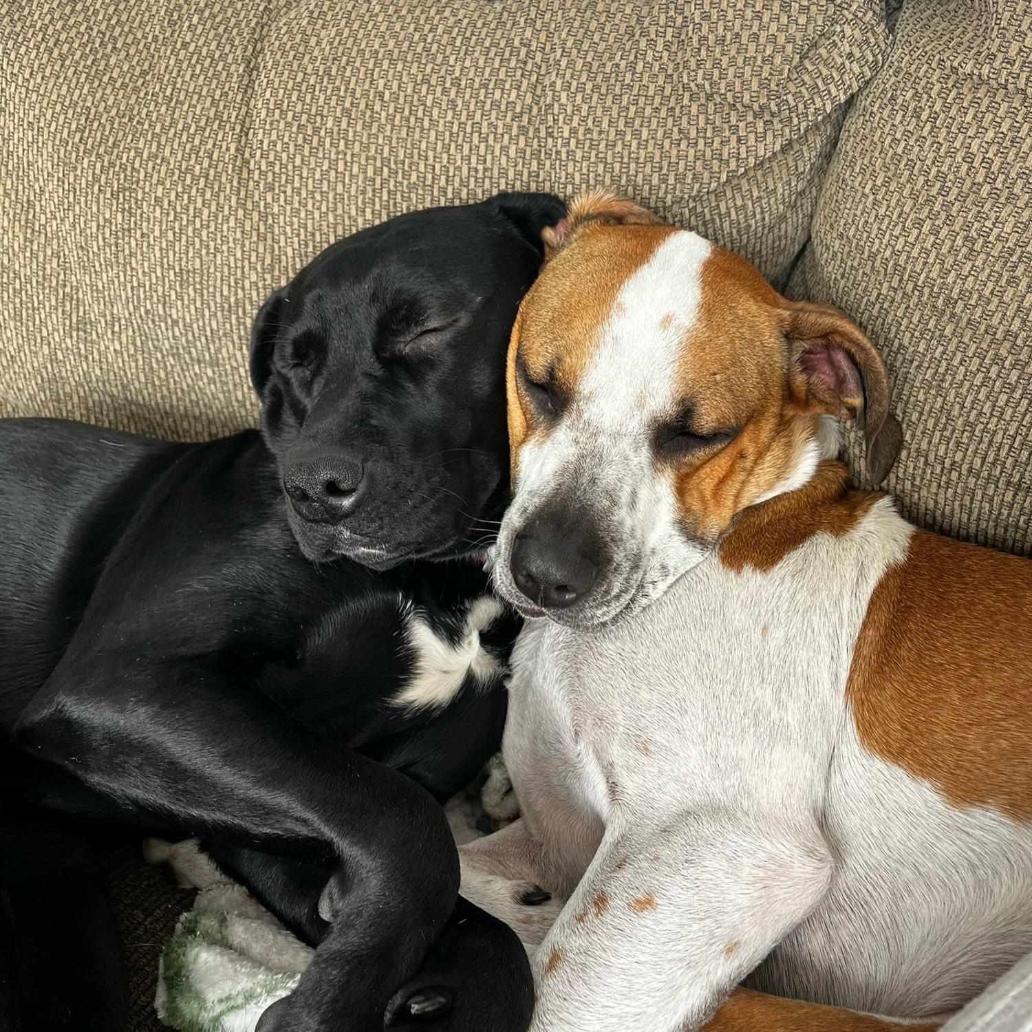Aren't they just the cutest?