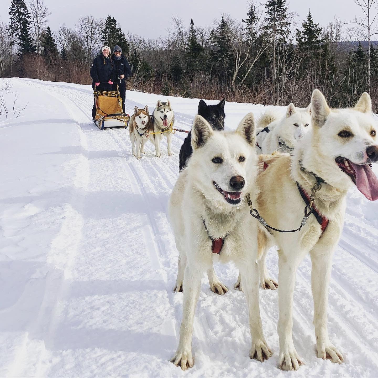 Dog Sledding in Northern Maine - Matt's first Christmas gift to Sarah