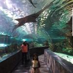 Ripley's Aquarium of the Smokies
