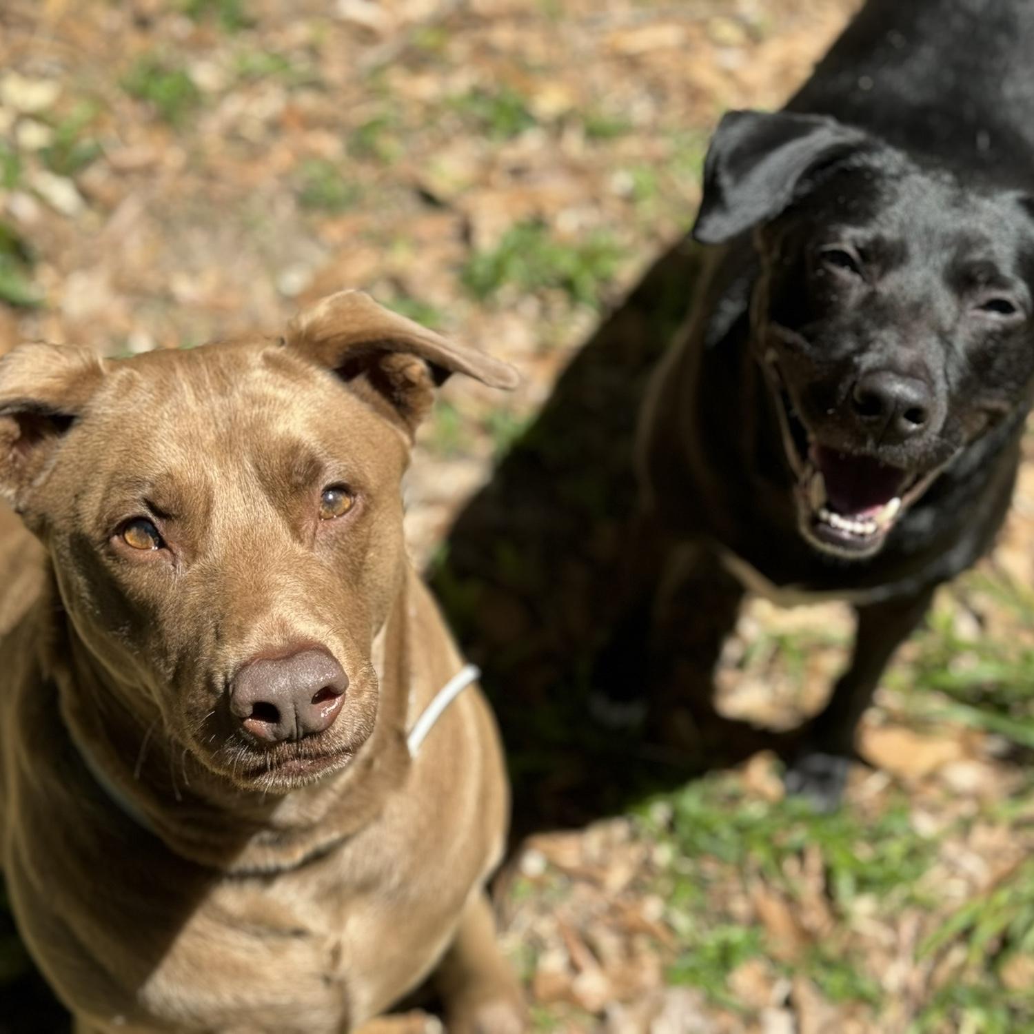 Our pups, Nolah & Mya