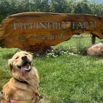 Pippin Hill Farm & Vineyards