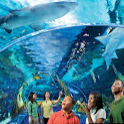 Ripley's Aquarium