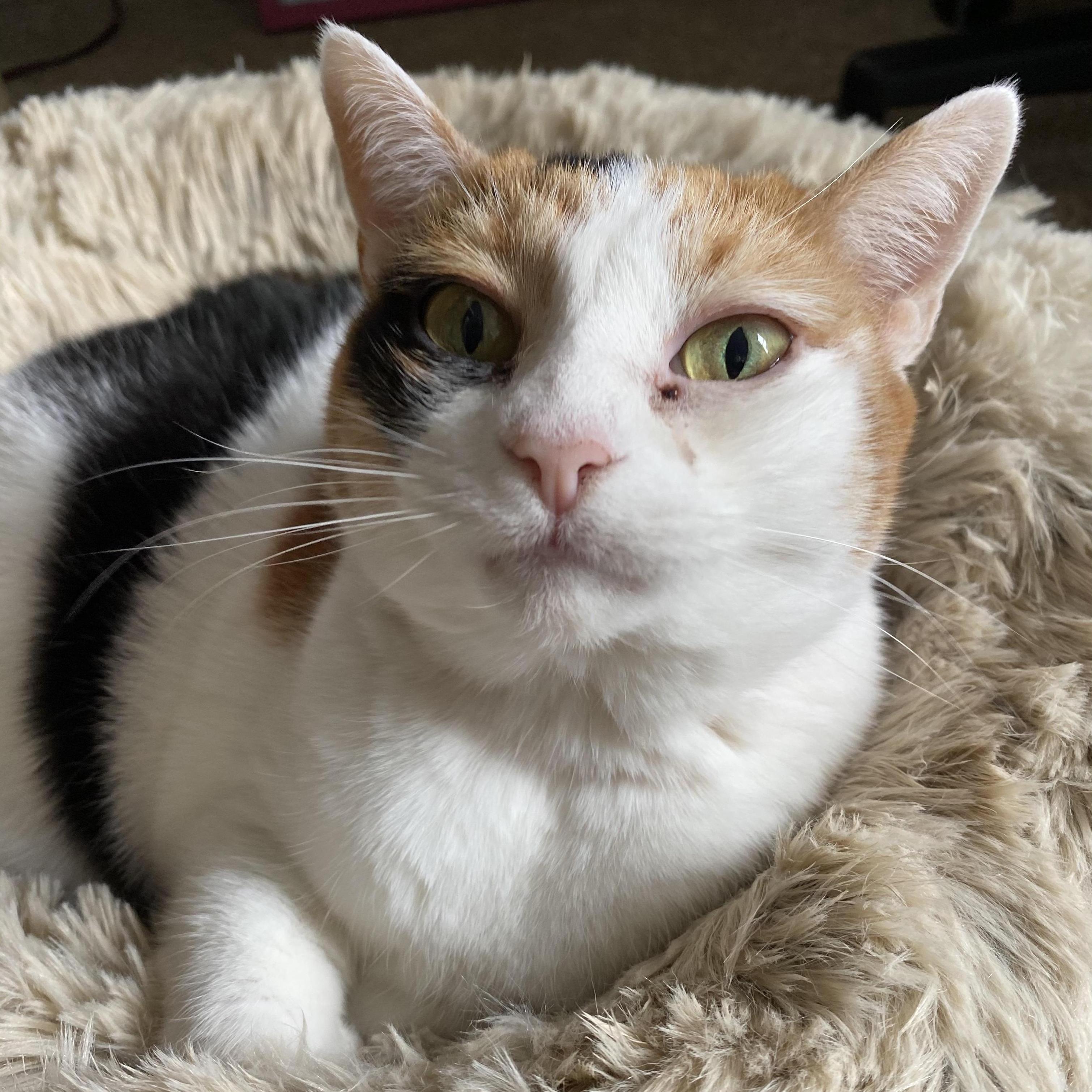 First animal Amber and Daniel adopted together. Meet Cinnabun!