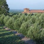Texas Hill Country Olive Co.
