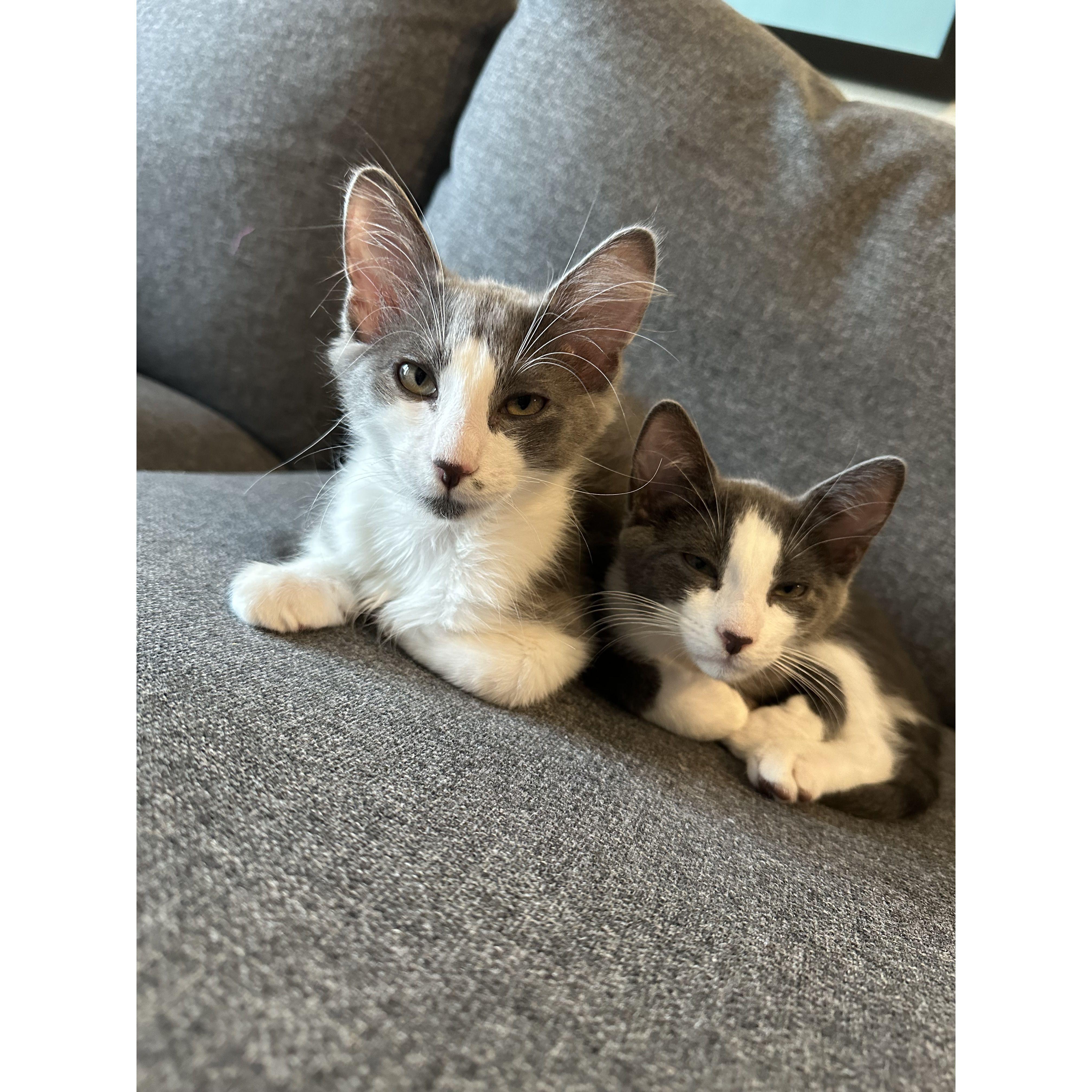 Adopted Belle & Bruce - 2023