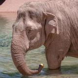 Phoenix Zoo