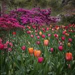 Airlie Gardens
