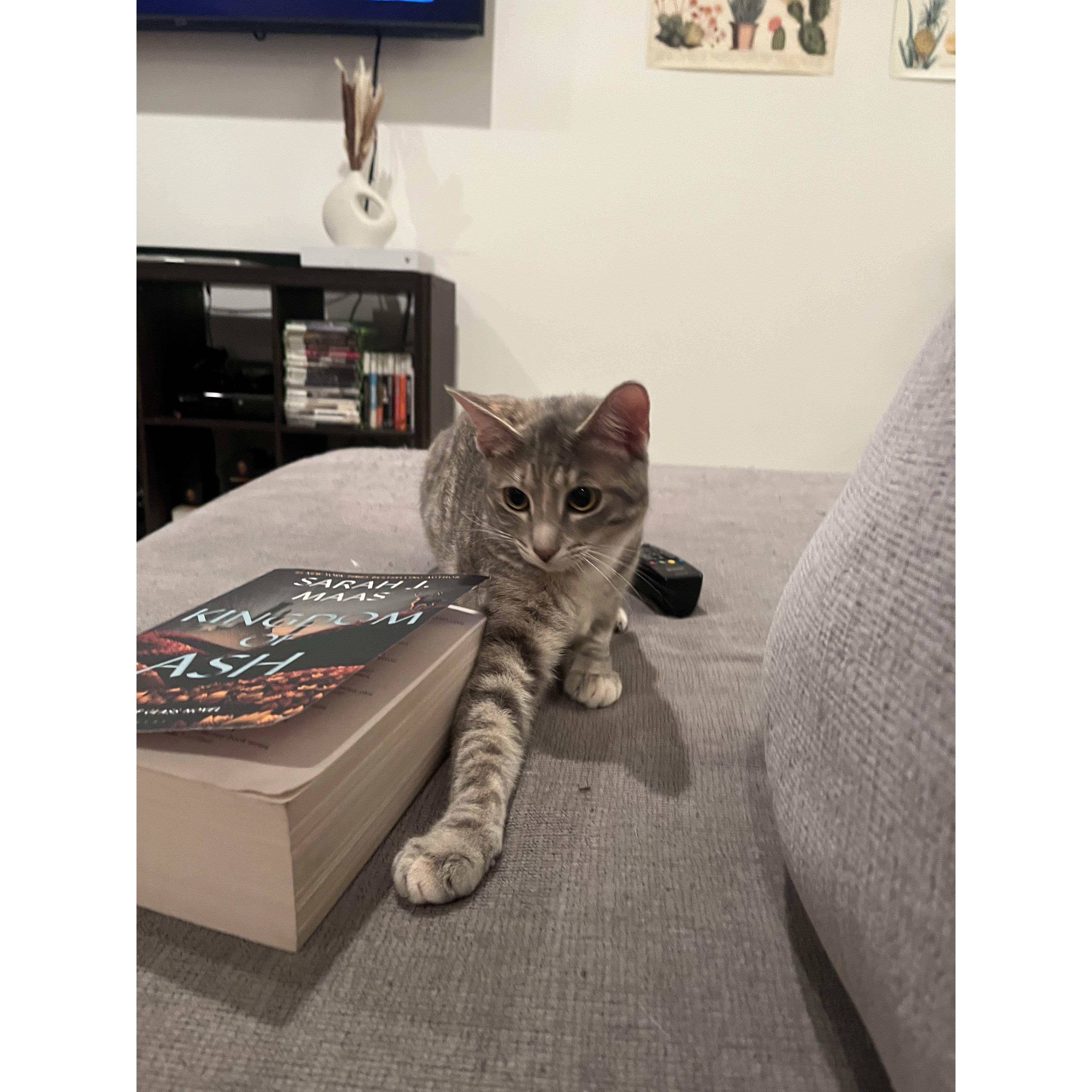 Meet Chinook, Rayne and Austin's 2nd fur baby. This sassy cutie never fails to make the couple laugh.