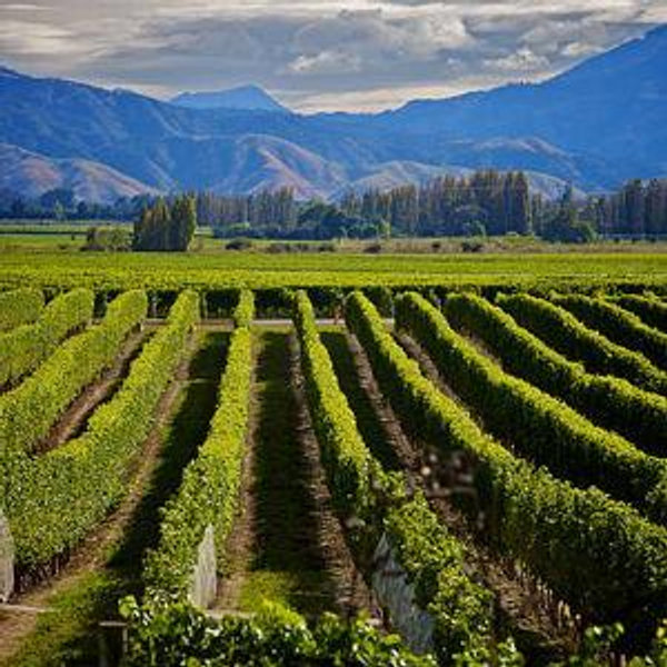 Central Otago Wine Tasting
