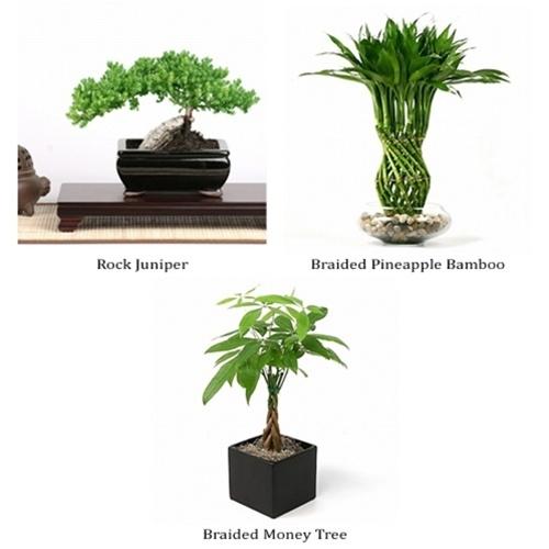 3 Month of Plants Subscription - Each month the recipient will receive a different plant.  They will receive each month in order: Rock Juniper, Braided Pineapple Lucky Bamboo, Braided Money Tree
