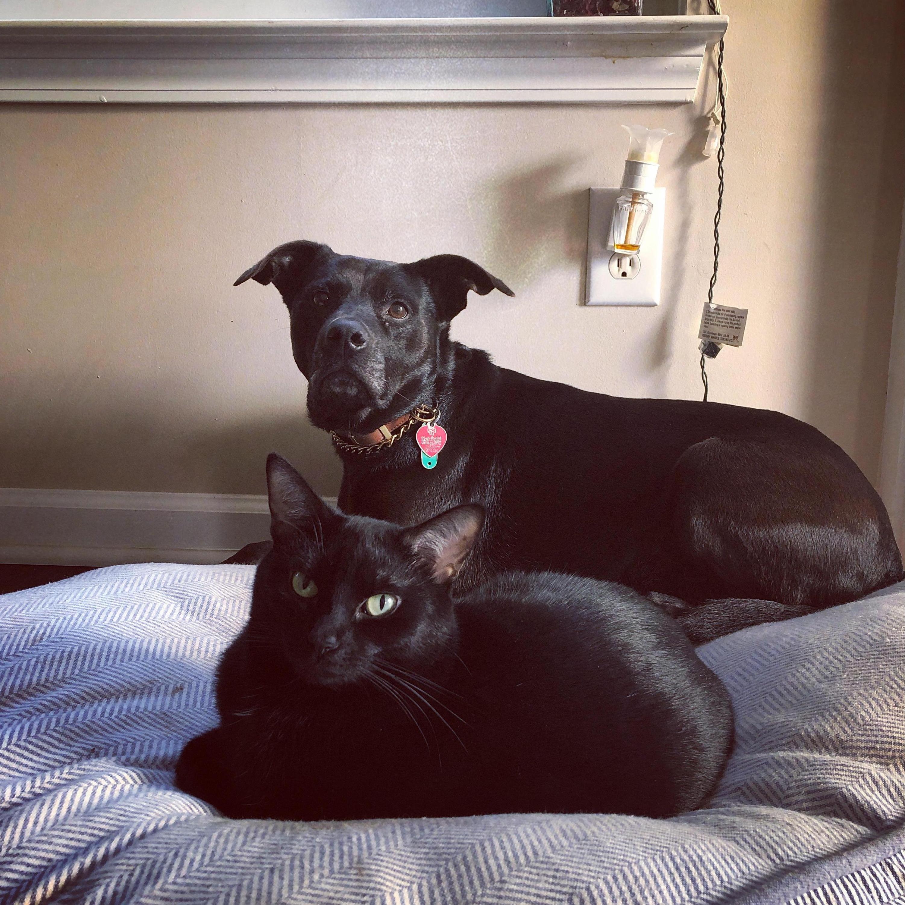 Magic and Olivia Newton-Cat