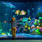 SEA LIFE Grapevine Aquarium