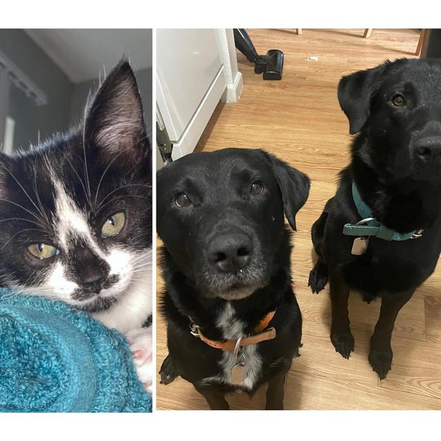 spoil our fur babies
