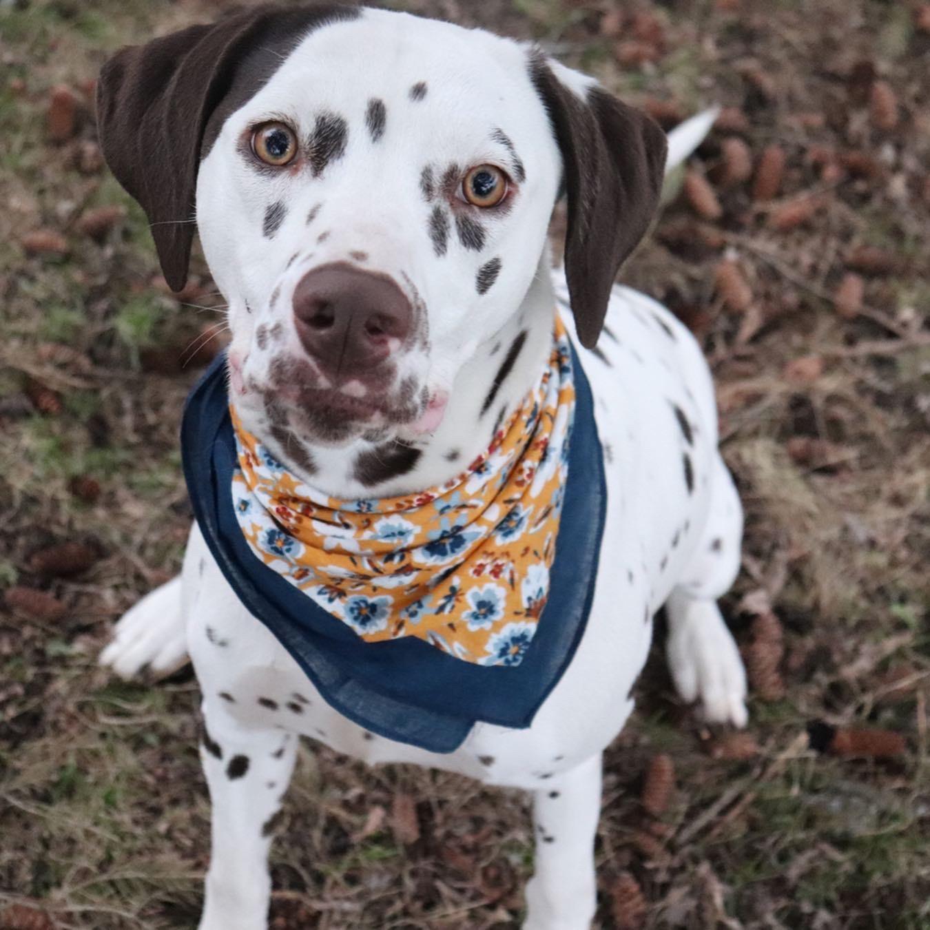 Our Bella, joined our family in 2019. She is the sweetest with Paige, and the naughtiest with Kory.