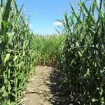 Heartland Country Corn Maze