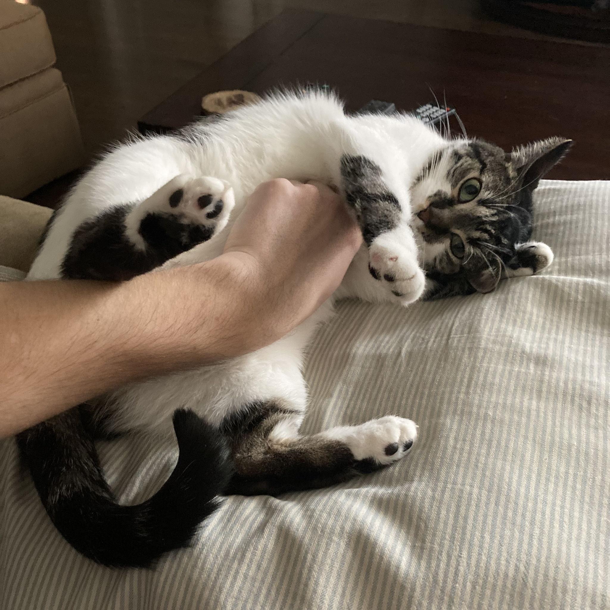 January 2021 - a feline angel descends upon us and Gertie makes us a family of 3