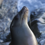 La Jolla Cove