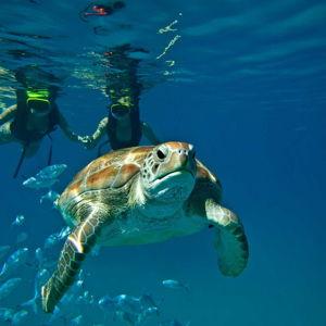 Honeymoon - Shipwreck Snorkel and Turtle Swim Adventure
