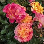 International Rose Test Garden