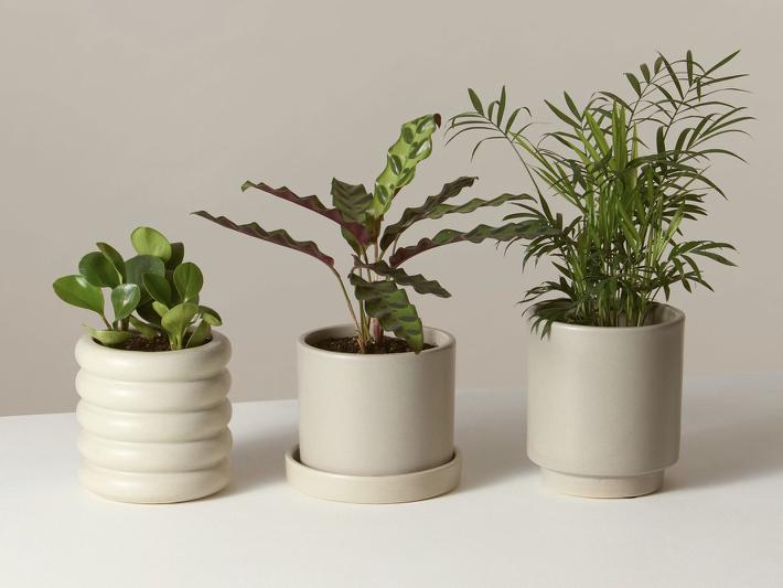 The Sill Plant Subscription
