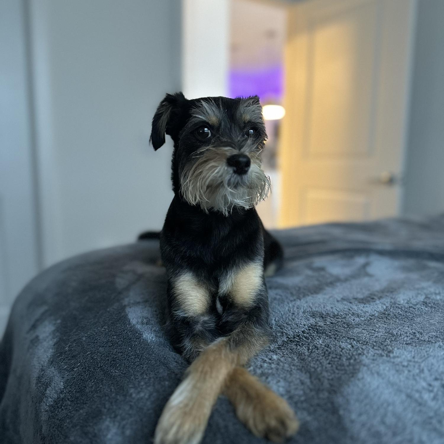 Sophisticated Baby Nala 🐶🤍