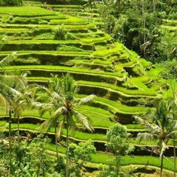 One night in Ubud
