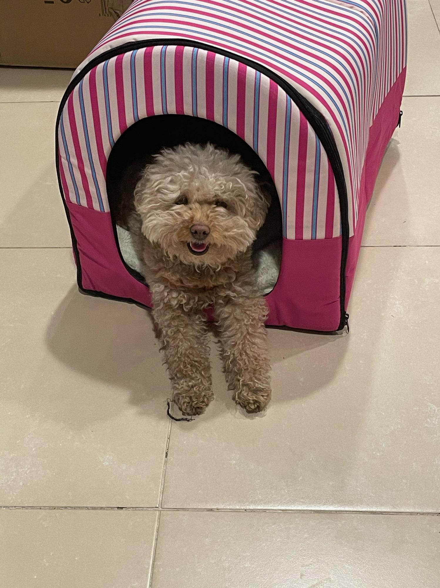 Bliss arrives in Spain and finds a home she likes too.