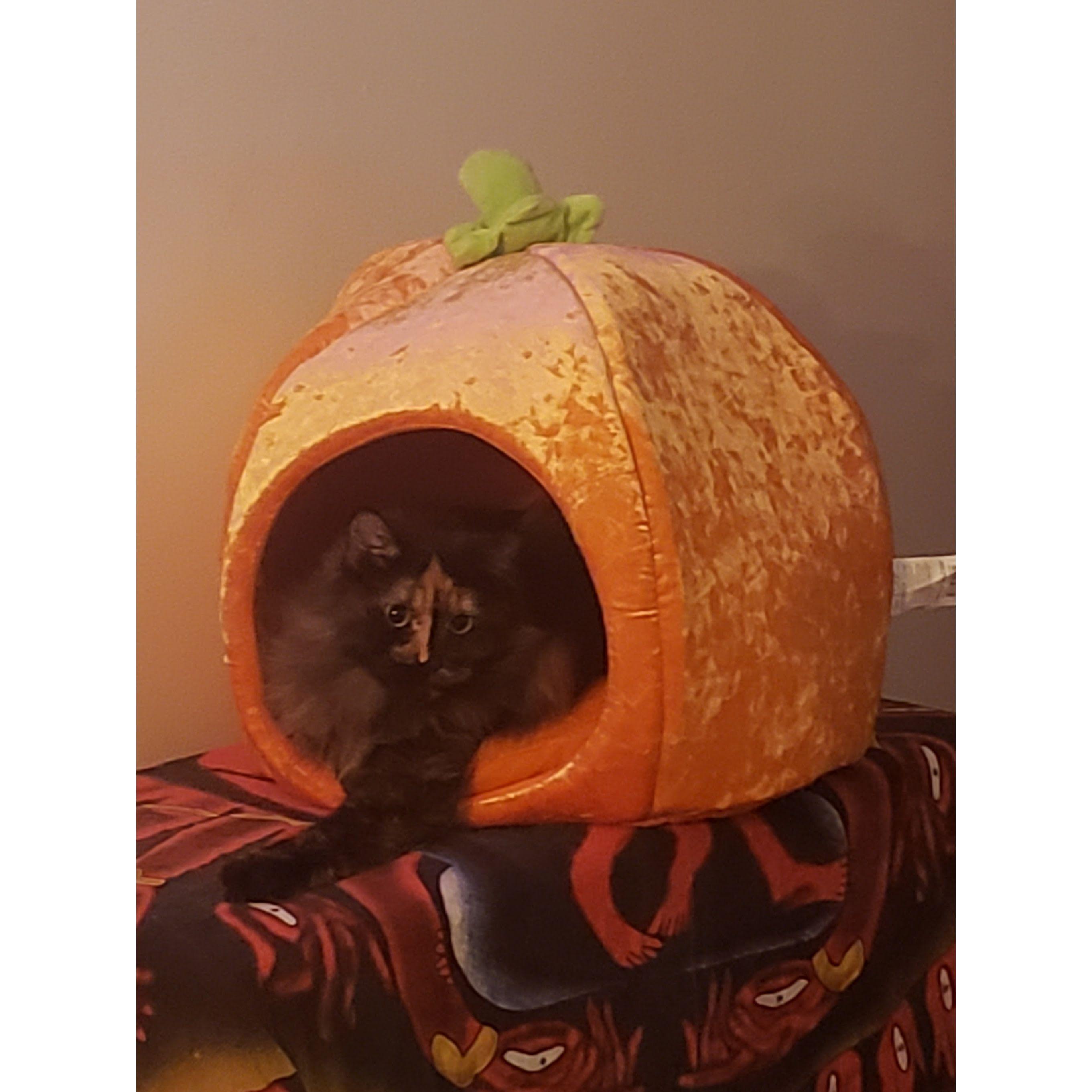 A Pumpkin inside a pumpkin. PumpkInception