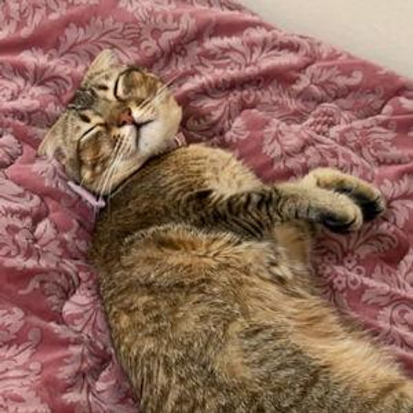 King-Size Bedframe & Mattress