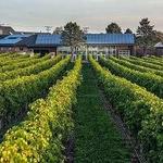 Newport Vineyards & Restaurant