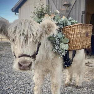 Beer Steer Fund