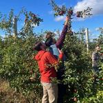 5) Apple Picking (<1 hour drive)