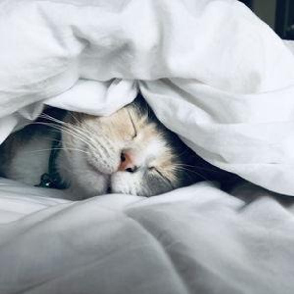 Fluffiest Comforter Ever Fund