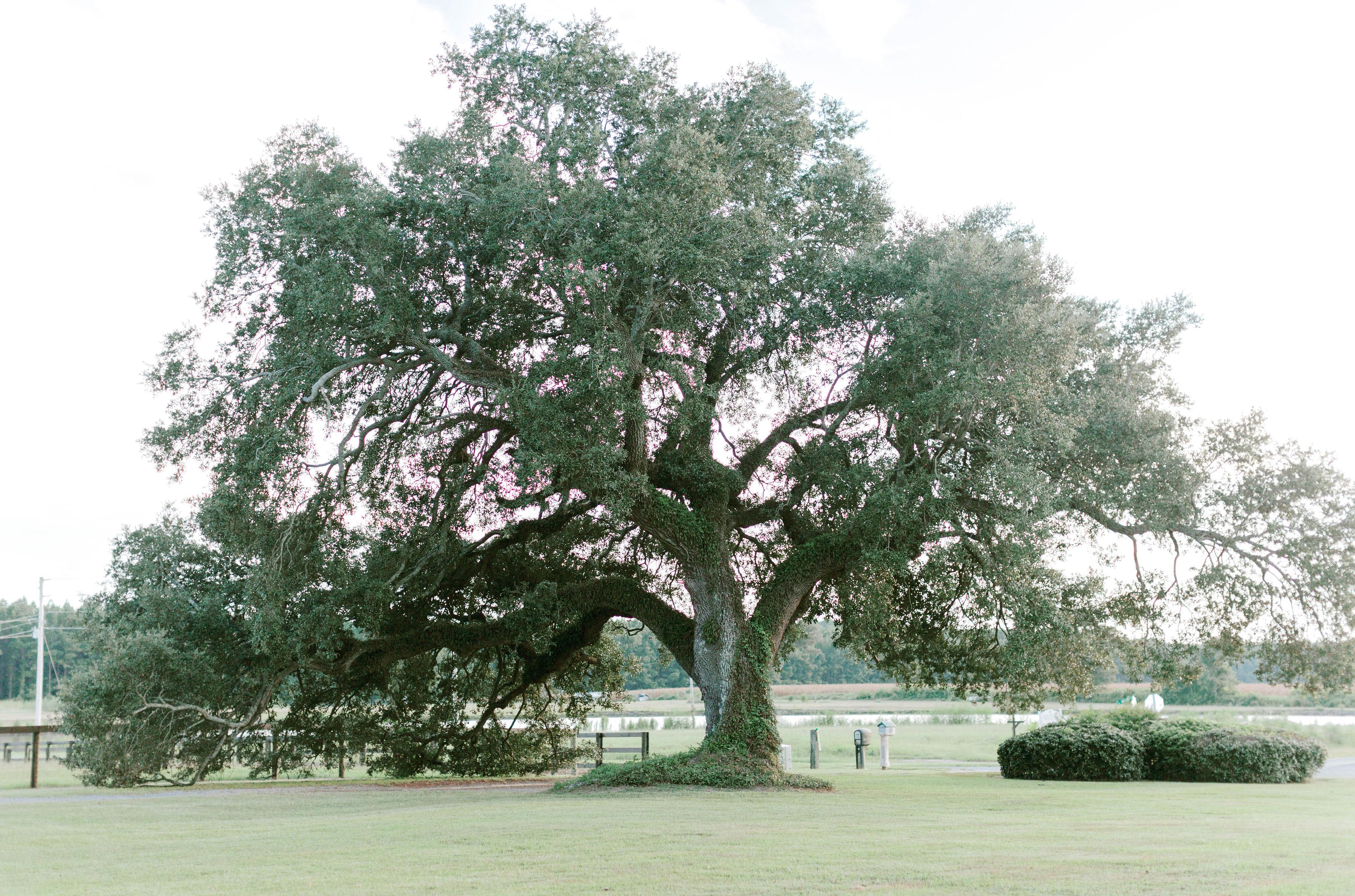 The Wedding Website of Caroline Johnson and Sawyer Strickland