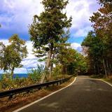 Tunnel of Trees