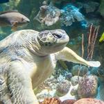 New England Aquarium