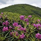 Blue Ridge Parkway - Craggy Gardens
