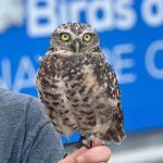 Alberta Birds of Prey Foundation