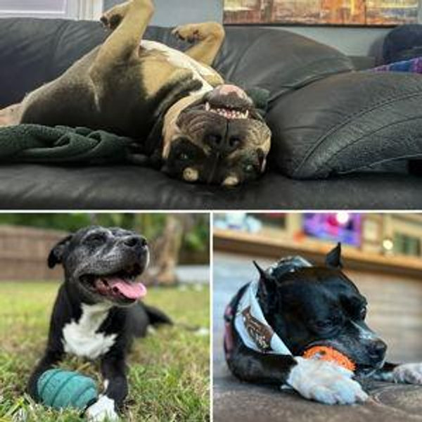 Tuggle, Kya, and Cleo's Toy Fund