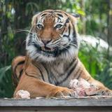 Naples Zoo at Caribbean Gardens